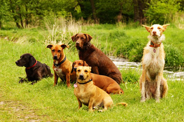 Hundebetreuung Friedrichshain 1